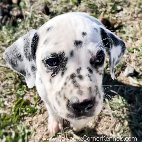 Anne dalmatian puppy-4678