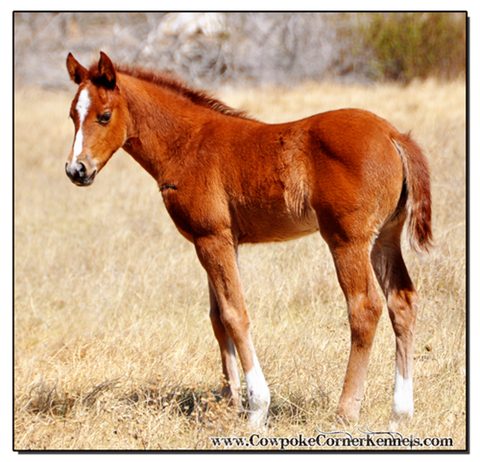 Baby-bucking-horse-Spring 0036