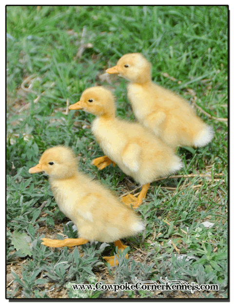Baby-Ducks 0261