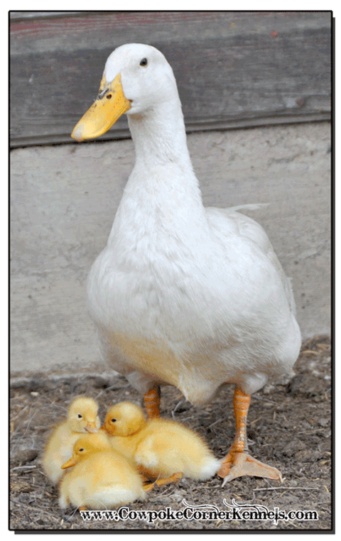 Baby-Ducks 0298
