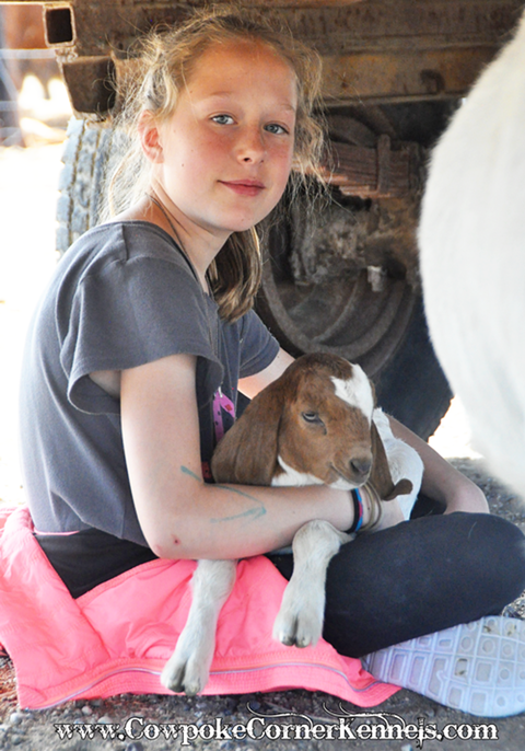 Baby-goat 0431