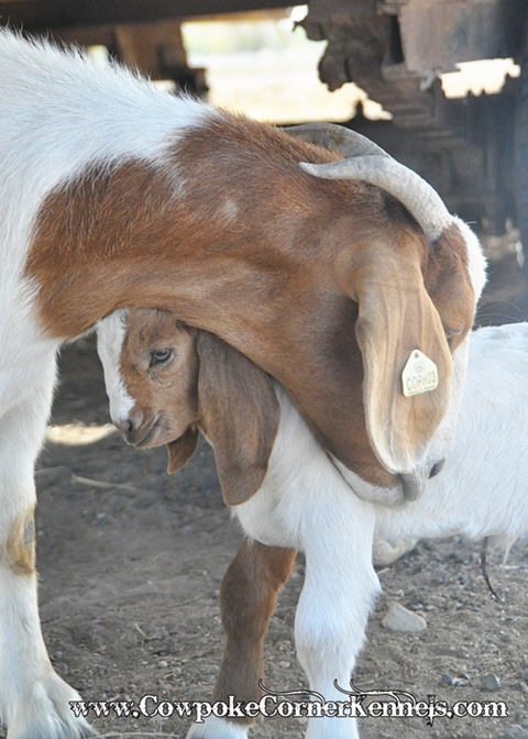 Baby-goat 0434