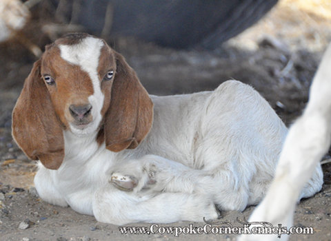 Baby-goat 0439