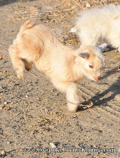Baby-Goat 0866