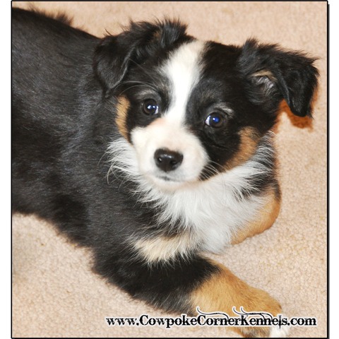 Black-tri-mini-aussie_0128