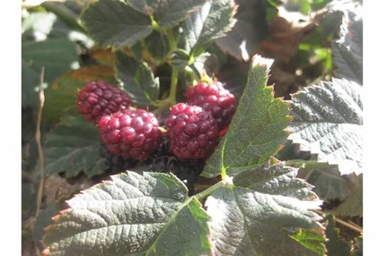 blackberries 2