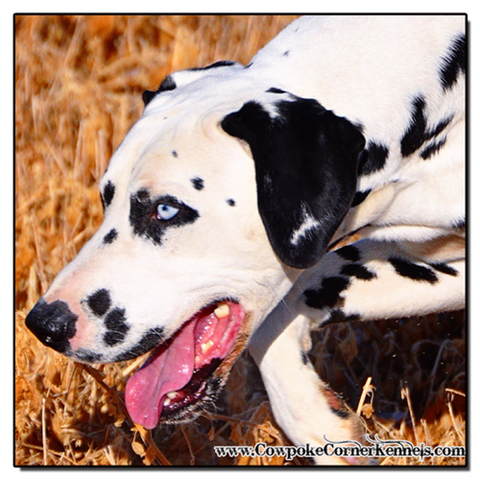 Blue-eyed-dalmatian