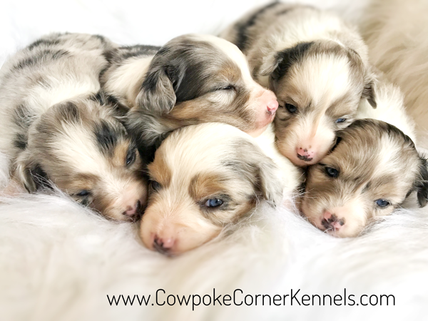 Blue-Merle-Miniature-Australian-Shepherds_5501