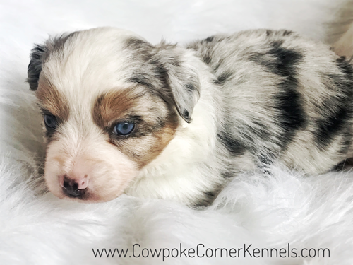 Brionna-Mini-aussie_5969-3