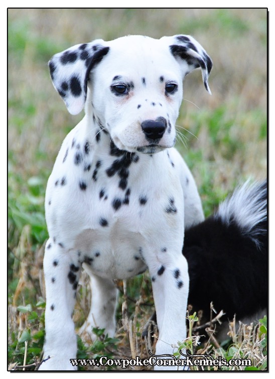 Bronco Dalmatian_0629