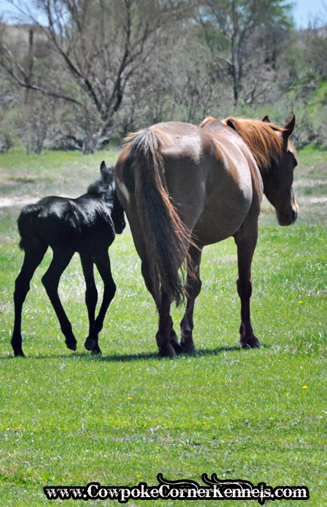 Bucking-horse-babies 0888