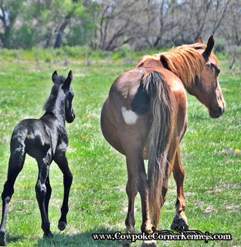 Bucking-horse-baby 0880
