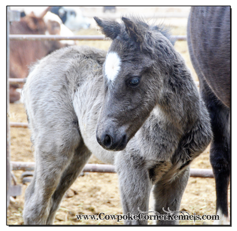 Bucking-horse-baby