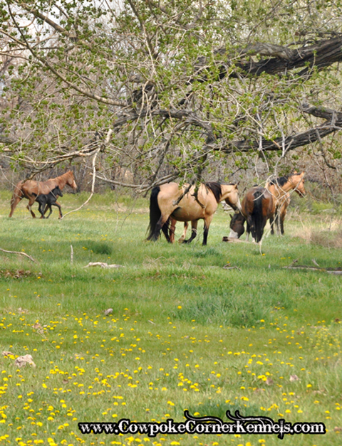 Bucking-horse-mares 0783