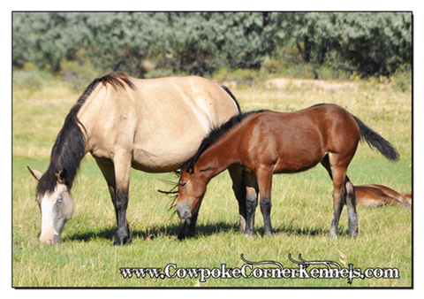 Bucking-horse 0141