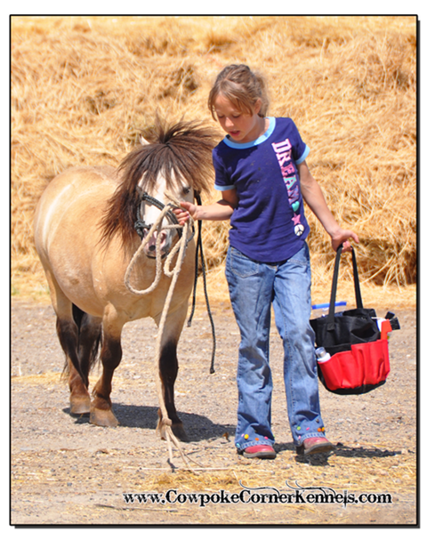 Buckskin-mini-horse 0051