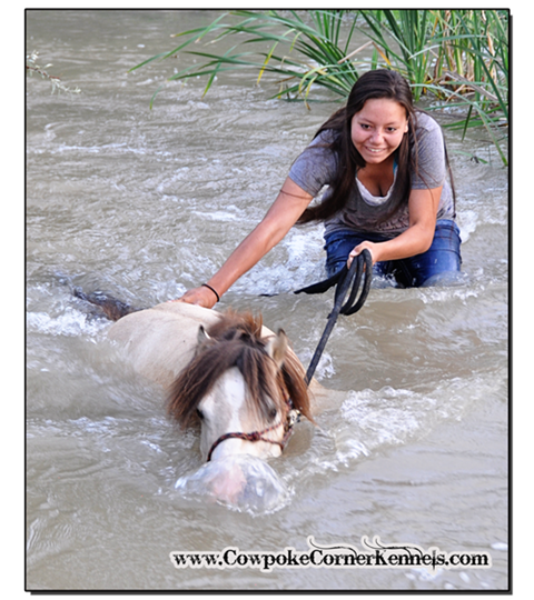 Buckskin-mini-horse 0566