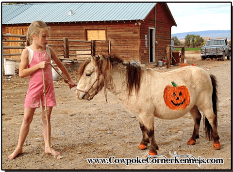 Buckskin-mini-pony 0570