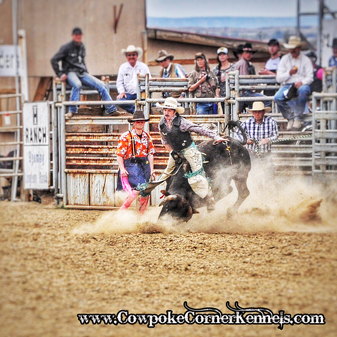 bull-rider10
