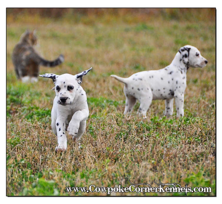 Bullseye-and-Bronco-Dalmatian-Puppies_0550