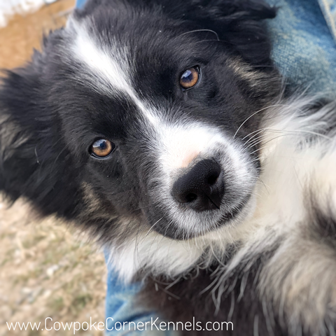 Casey mini aussie 5398-2