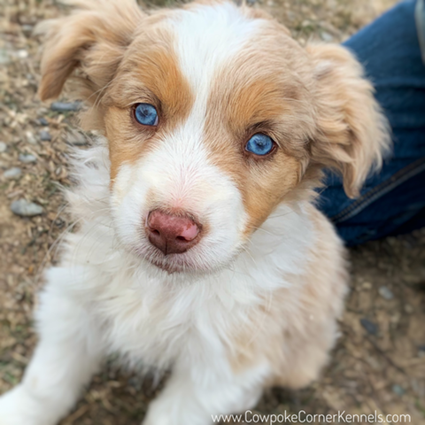 Clark mini aussie 5356