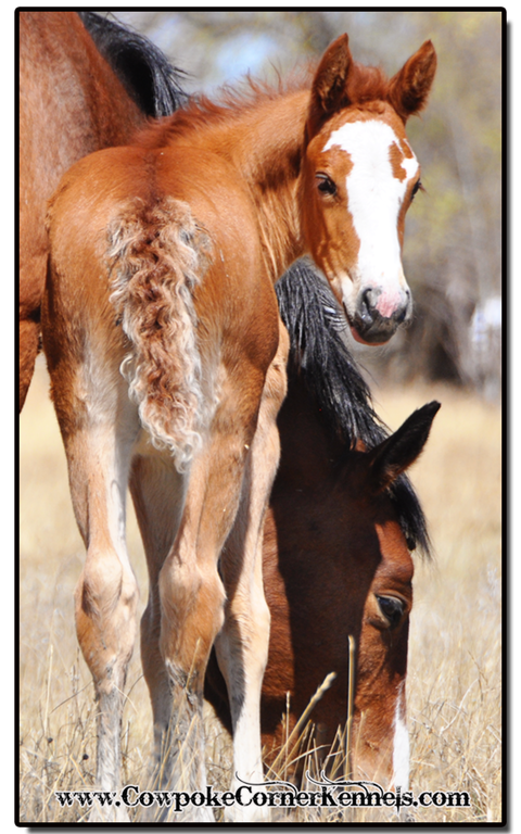 Curly-bucking-horse-foal-tail 0151