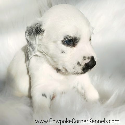 Dalmatian Harry 6695
