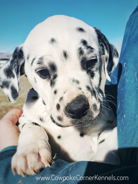 Dalmatian Maximus 6224