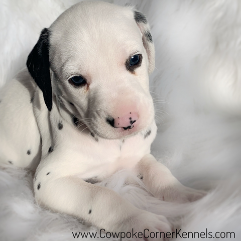 Dalmatian Patch 6628