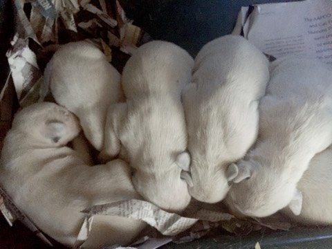 Dalmatian puppies 1 week old 4804