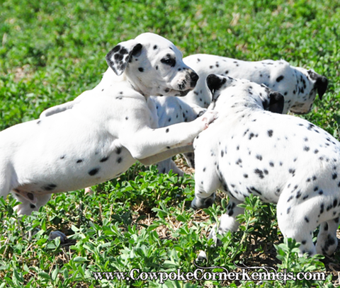 Dalmatian-puppies 0174