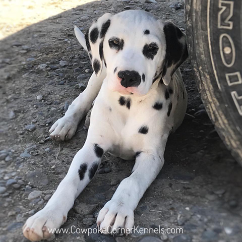 dalmatian-puppy6