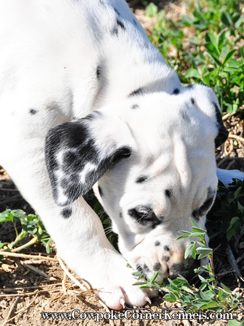 Dalmatian-puppy 0168