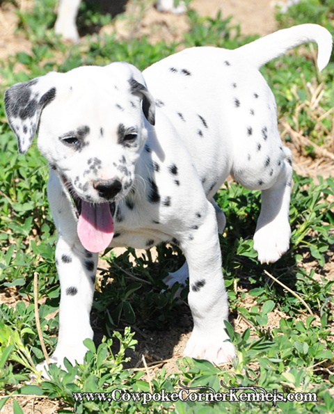 Dalmatian-puppy 0199