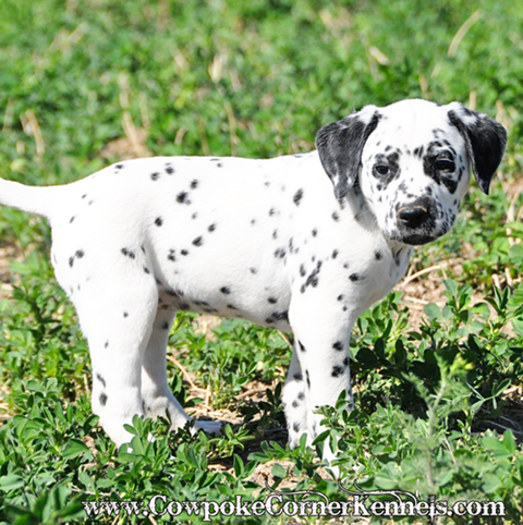 Dalmatian-puppy 0207