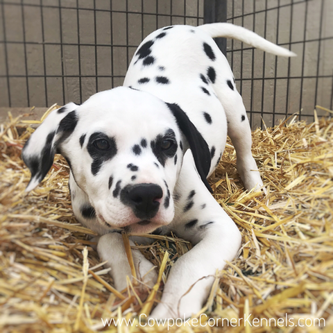 Dalmatian puppy 0259