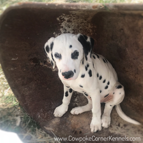 dalmatian-puppy 8772
