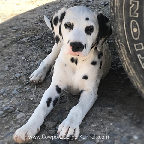dalmatian-puppy 8786