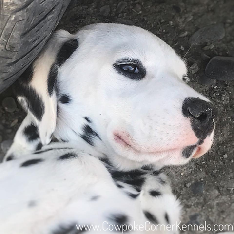 Dalmatian-Puppy