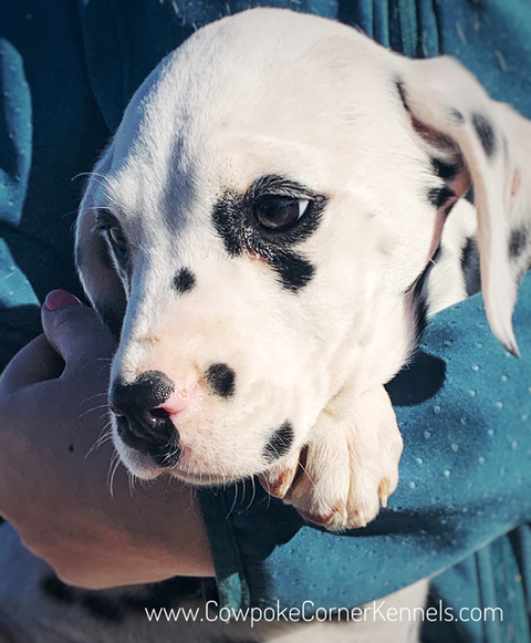 Dalmatian sis 6221
