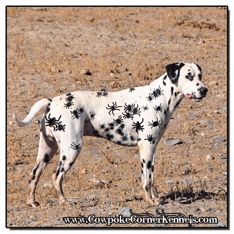 Dalmatian Spider 138