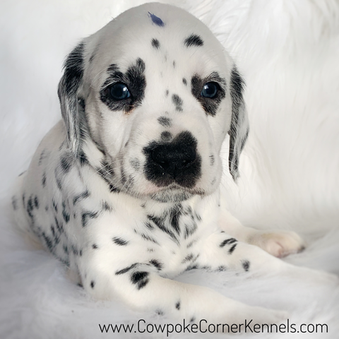 Dalmatian Violet 6611