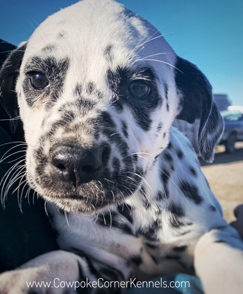 Dalmatian Zena 6246