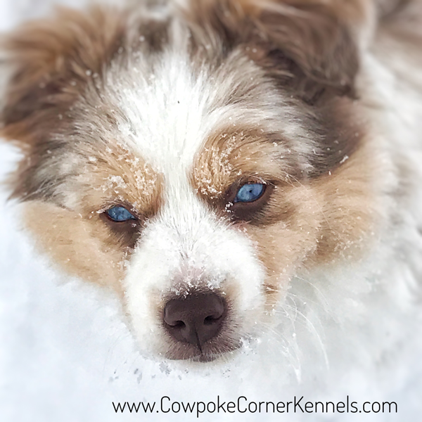 Dottie-mini-aussie_5145