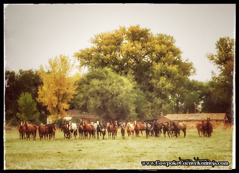fall-horses