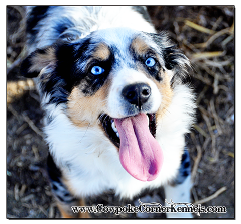 Fancy-mini-aussie 0830