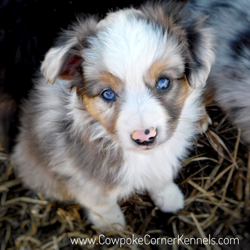 Finn-Mini-aussie_7003