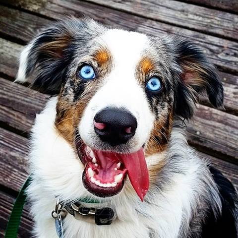 Fisher-mini-aussie 0854