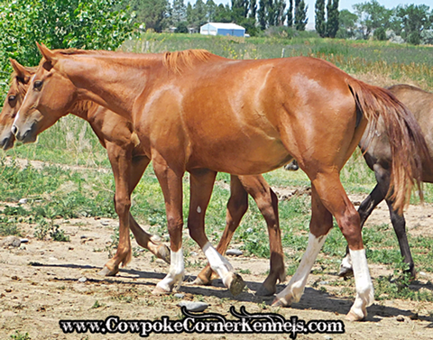 four-horse-400
